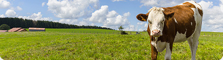 Vache dans un pré